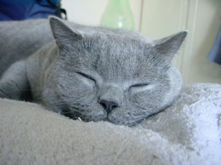 Greymeow
