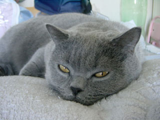 Greymeow