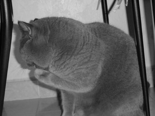 Greymeow