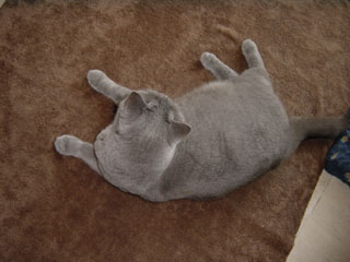 Greymeow