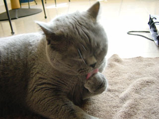 Greymeow