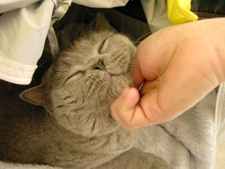 Greymeow