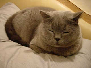 Greymeow