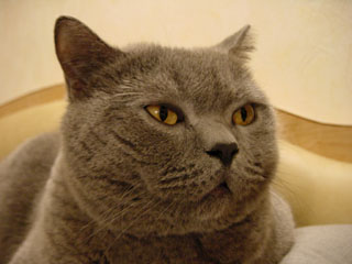 Greymeow