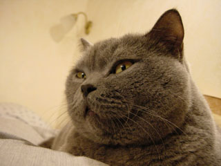 Greymeow