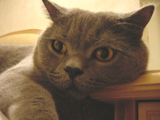 Greymeow