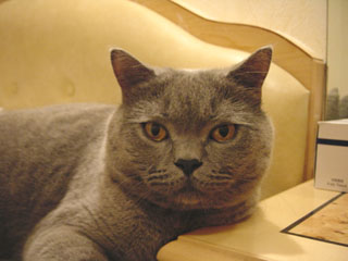 Greymeow