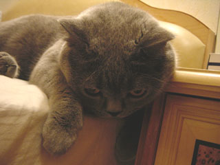 Greymeow