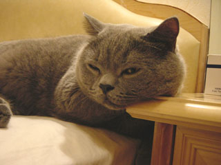 Greymeow