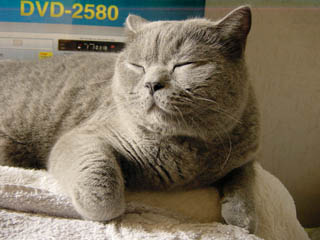 Greymeow