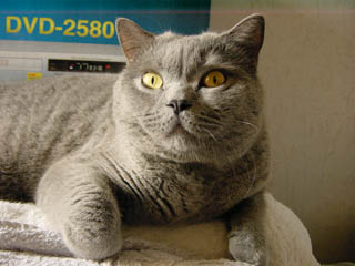 Greymeow