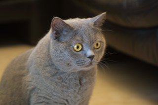 Greymeow