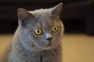 Greymeow