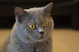 Greymeow photos (2002)