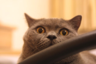 Greymeow