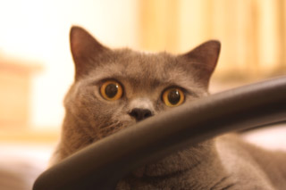 Greymeow