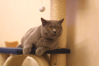 Greymeow