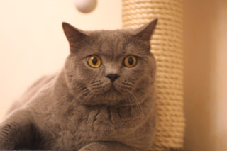 Greymeow