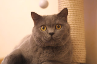 Greymeow