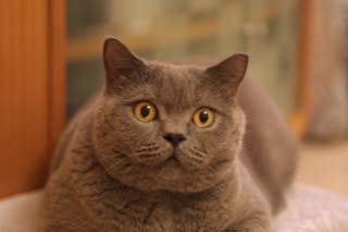 Greymeow