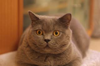 Greymeow