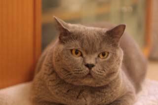 Greymeow