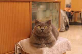 Greymeow
