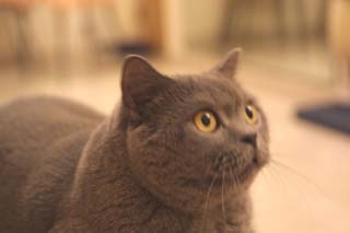 Greymeow