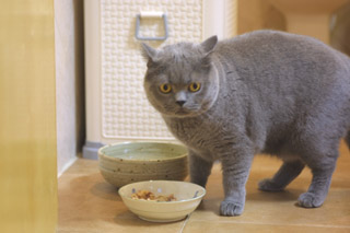 Greymeow
