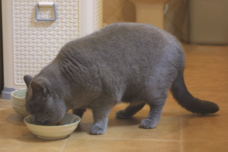Greymeow