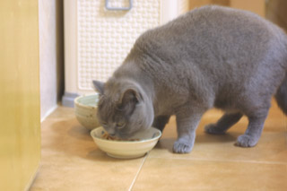Greymeow