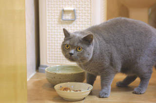 Greymeow