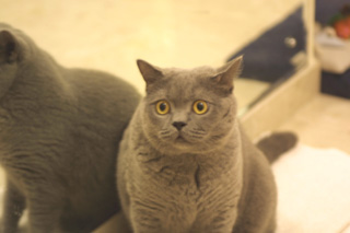 Greymeow