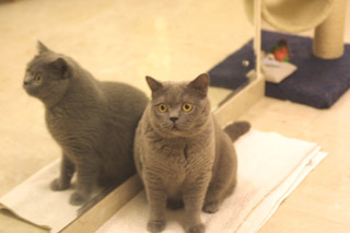 Greymeow
