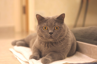 Greymeow