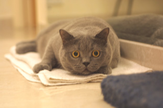 Greymeow