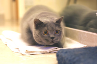 Greymeow