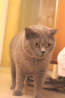 Greymeow