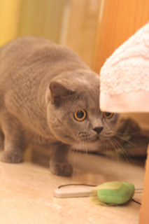 Greymeow