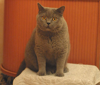 Greymeow