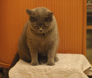 Greymeow