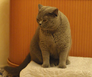 Greymeow