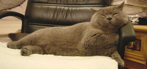 Greymeow