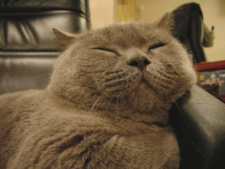 Greymeow