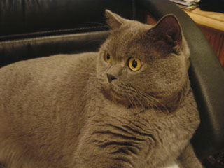 Greymeow