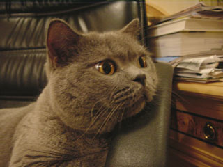 Greymeow