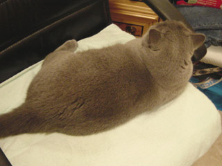Greymeow