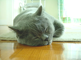 Greymeow