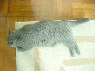 Greymeow