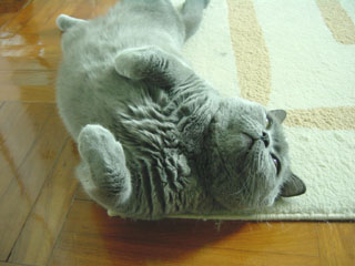 Greymeow